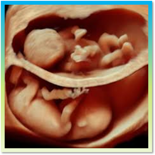 OB GYN Ultrasound Hands-On Workshop April 25, 2026, Asheville, NC